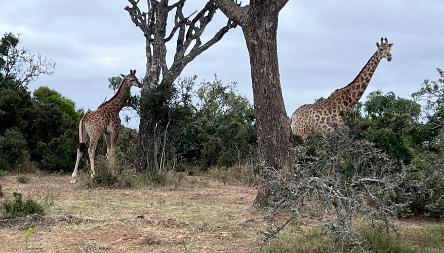 Giraffes Bellevue